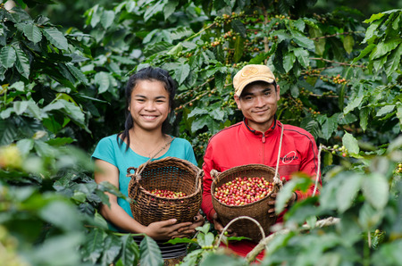 SALAVAN,LAO P D R - NOVEMBER 7,2014 ; Unidentified lavan ethnic coffee farmers are smiling for photo with coffee berries in baskets at vangyawn village,Lao Ngam,Salavan, Lao p d rのeditorial素材