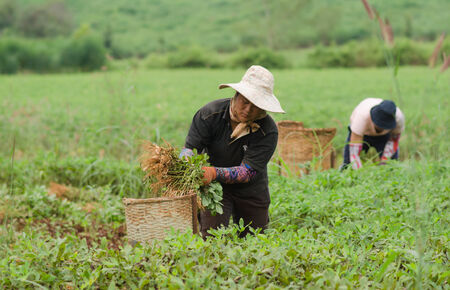 CHIANGMAI,THAILAND - NOVEMBER 19, 2014: Unidentified Palaung farmer harvest peanuts at their peanut plantation.Palaung people is a minority ethnic group living in northern Thailandのeditorial素材
