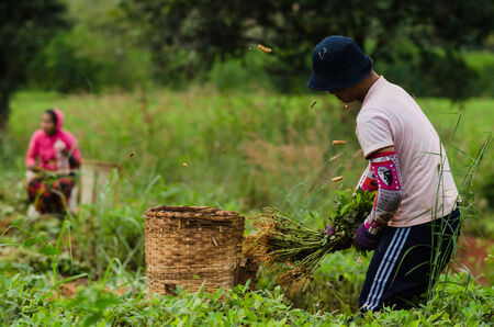 CHIANGMAI,THAILAND - NOVEMBER 19, 2014: Unidentified Palaung farmer harvest peanuts at their peanut plantation.Palaung people is a minority ethnic group living in northern Thailandのeditorial素材