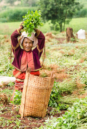 CHIANGMAI,THAILAND - NOVEMBER 19, 2014: Unidentified Palaung farmer harvest peanuts at their peanut plantation.Palaung people is a minority ethnic group living in northern Thailandのeditorial素材