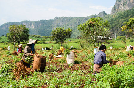 CHIANGMAI,THAILAND - NOVEMBER 19, 2014: Unidentified Palaung farmer harvest peanuts at their peanut plantation.Palaung people is a minority ethnic group living in northern Thailandのeditorial素材