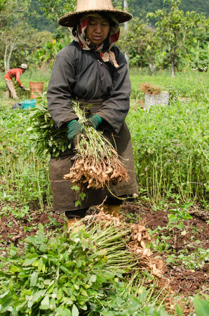 CHIANGMAI,THAILAND - NOVEMBER 19, 2014: Unidentified Palaung farmer harvest peanuts at their peanut plantation.Palaung people is a minority ethnic group living in northern Thailandのeditorial素材