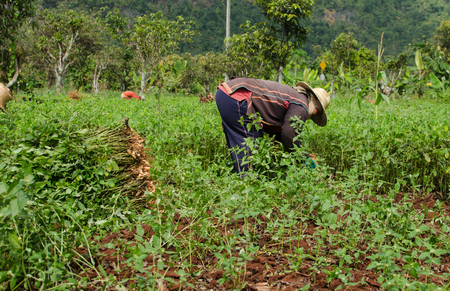 CHIANGMAI,THAILAND - NOVEMBER 19, 2014: Unidentified Palaung farmer harvest peanuts at their peanut plantation.Palaung people is a minority ethnic group living in northern Thailandのeditorial素材