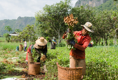 CHIANGMAI,THAILAND - NOVEMBER 19, 2014: Unidentified Palaung farmer harvest peanuts at their peanut plantation.Palaung people is a minority ethnic group living in northern Thailandのeditorial素材
