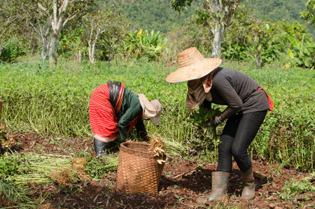 CHIANGMAI,THAILAND - NOVEMBER 19, 2014: Unidentified Palaung farmer harvest peanuts at their peanut plantation.Palaung people is a minority ethnic group living in northern Thailandのeditorial素材