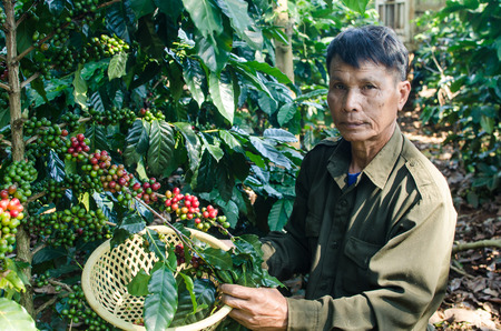 SALAVAN,LAO P D R - NOVEMBER 7,2014 ; Unidentified lavan ethnic coffee farmer is harvesting coffee berries at his coffee farm at vangyawn village,Lao Ngam,Salavan, Lao p dのeditorial素材