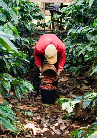 SALAVAN,LAO P D R - NOVEMBER 7,2014 ; Unidentified lavan ethnic coffee farmer is harvesting coffee berries at his coffee farm at vangyawn village,Lao Ngam,Salavan, Lao p dのeditorial素材