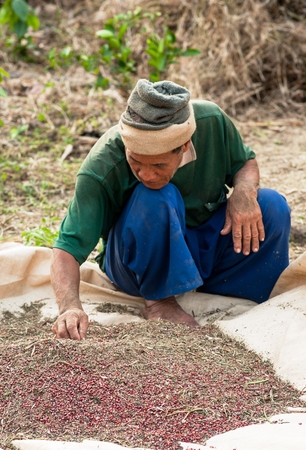 CHIANGMAI,THAILAND - FEBRUARY 9, 2015: Unidentified Palaung farmers harvest red beans at their red bean plantation.Palaung people is a minority ethnic group living in northern Thailandのeditorial素材
