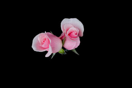pink roses  isolated on blackの写真素材