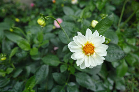white dahliaの写真素材