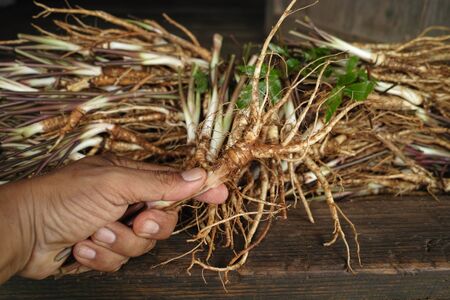 Angelica sinensis on handの写真素材