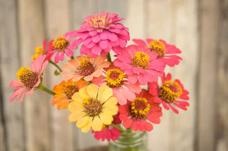 Bouquet of zinnia flowersの写真素材