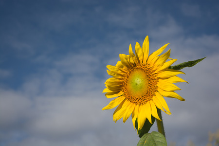 Sunflower with blue skyの写真素材