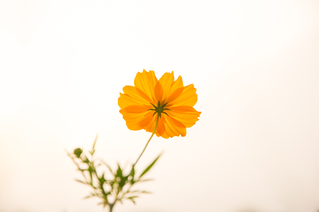 Yellow Cosmos flower against sun set lightの写真素材