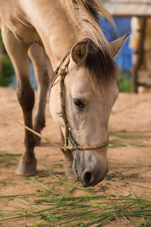 The head shot of a horseの写真素材