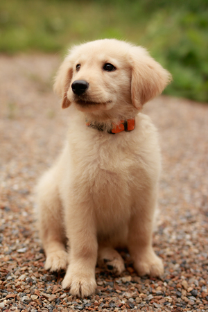 eight week old golden retriever puppyの写真素材