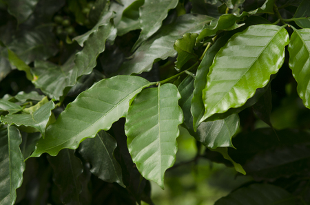 green coffee leavesの写真素材