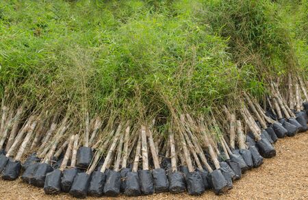bamboo seedling in plastic bagsの写真素材