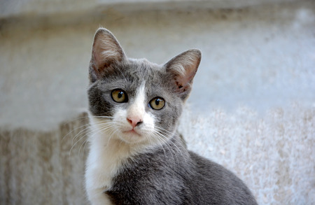 portrait of thai catの写真素材