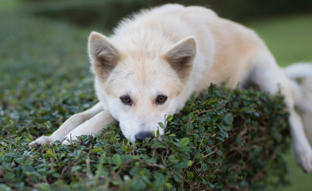 Portrait of a young white dog sleeping on tree at  parkの写真素材