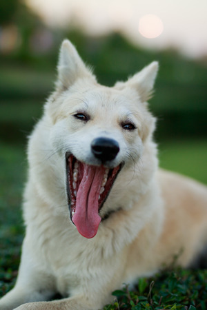 Portrait of a young white dog at  park,yawningの写真素材
