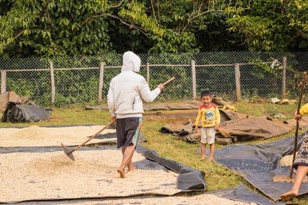 SALAVAN, LAO PDR - DECEMMBER 29: Unidentified coffee farmers are working on arabica coffee drying process ( wet processing ) , December 29, 2016 ,Salavan, Lao pdr.のeditorial素材