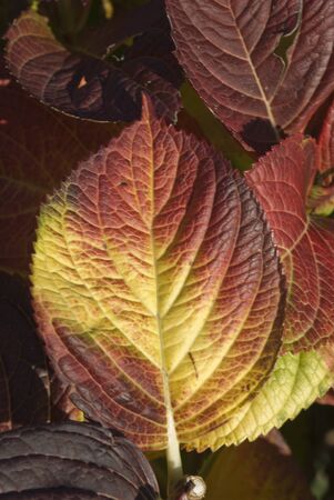 the fall colors
