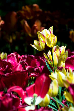 tulips in the garden.の写真素材