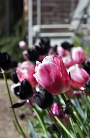 tulips in the garden.の写真素材