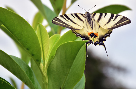 the butterfly on the waxy leaves of laurel.