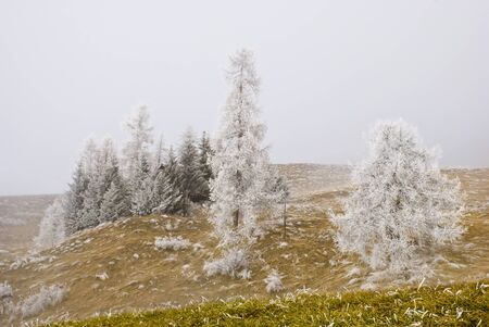 White trees in the misty winter dayの写真素材