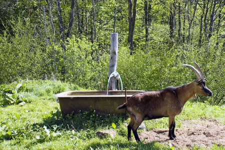 The goat approaches the aquarium, in the middle of the green meadow.の写真素材