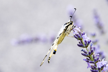 The butterfly, lay on the lavender flowerの写真素材