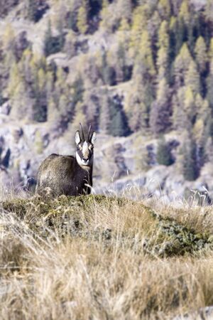the suede in the park of Gran Paradisoの写真素材