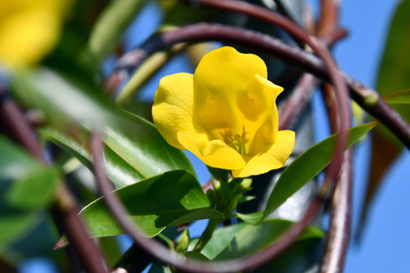The yellow jasmine flower