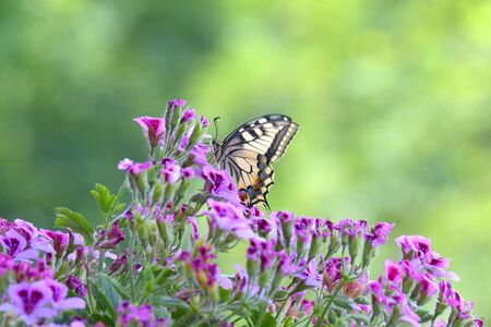 The Papilio Machaon, a beautiful butterfly, stands on the geranium flower