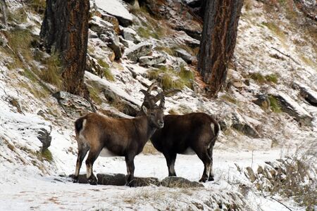 The ibex in the larch forest in the Gran Paradiso park