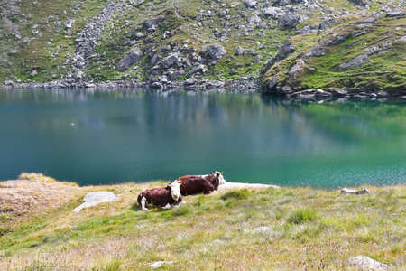 Grazing cows in the high mountainsの写真素材