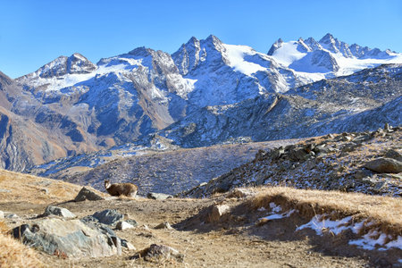 The chamois in the Gran Paradiso parkの写真素材