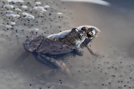 Frog in the water, close-up, natural background.