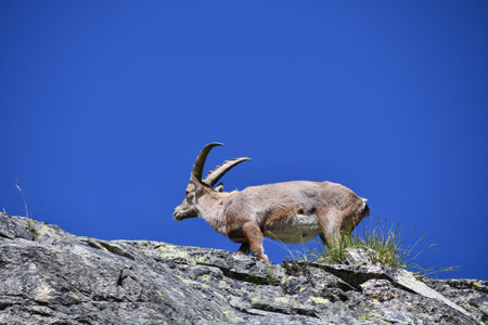 Alpine ibex (Capra ibex) in the mountainsの写真素材
