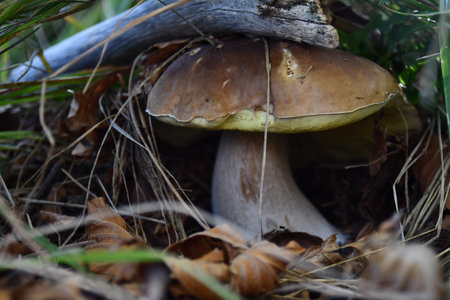 Boletus edulis mushroom growing in the forest in autumnの写真素材