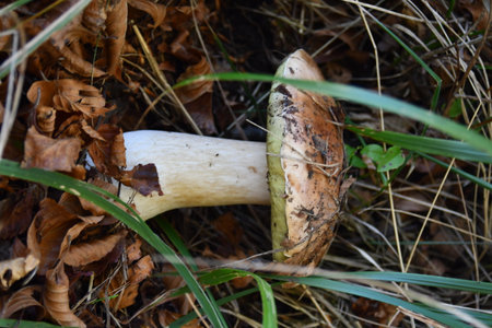 Boletus edulis, known as the penny bun or porcinoの写真素材