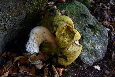 Boletus edulis, commonly known as the king boleteの写真素材