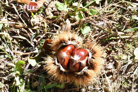 Chestnut on the ground in autumn, close-up of chestnut