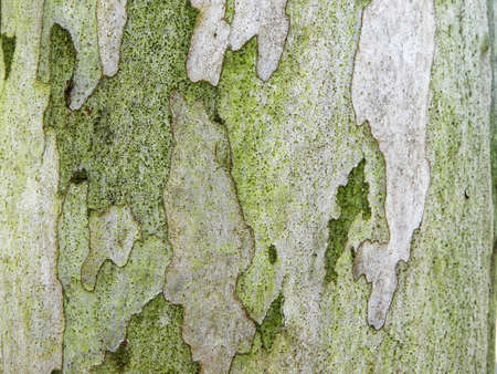 Skin of Leopard tree in green & grey colour