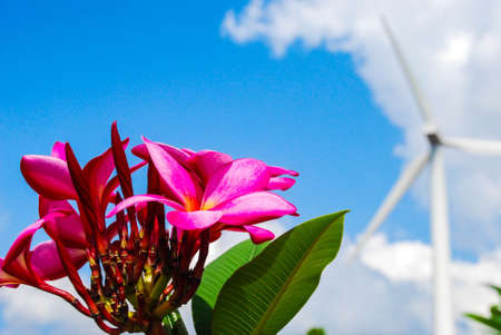 Flower on wind millの写真素材
