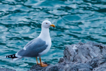 Gaviotaの写真素材