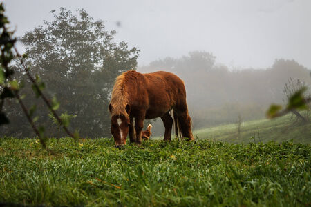The horse and chickenの写真素材
