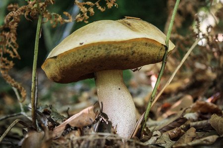 Mushroomの写真素材